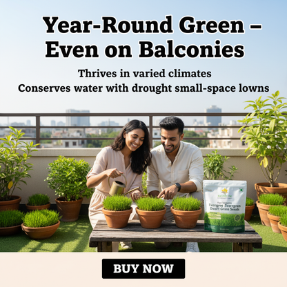 Four Seasons Evergreen Dwarf Grass Seeds